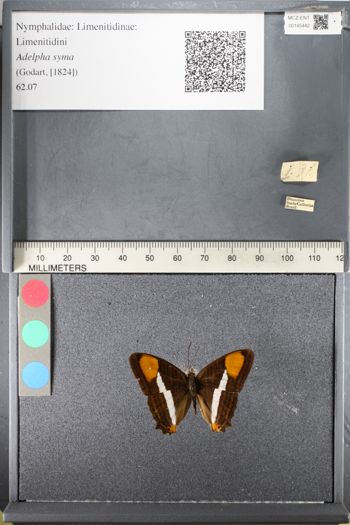 Media type: image;   Entomology 145442